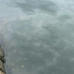 雨上がりチニング