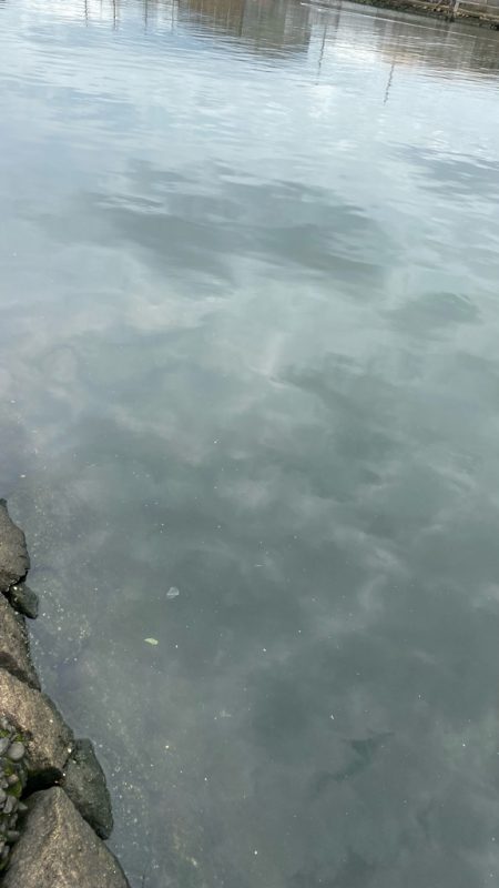 雨上がりチニング