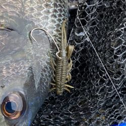 土曜日チニング