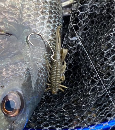 土曜日チニング