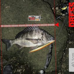 シーバスかと思ったらチヌだった件について