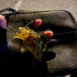 激渋ライトゲーム