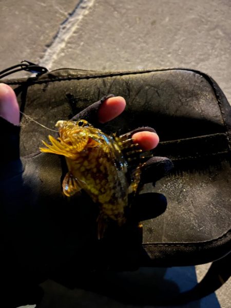 激渋ライトゲーム