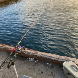 エビ撒きでハネ