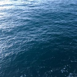 ヤリイカが食べたくて