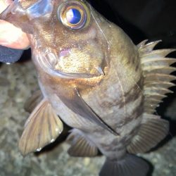 2024ライトゲーム第3戦