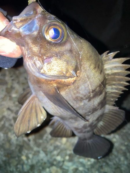 2024ライトゲーム第3戦