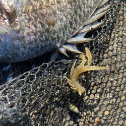 潮と心は少し濁ってるくらいが丁度いい