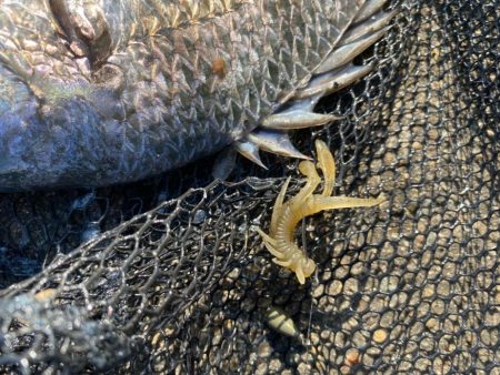 潮と心は少し濁ってるくらいが丁度いい