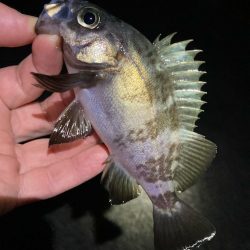 明石でメバリング