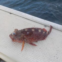 初船メバルサビキ〜盛和丸〜