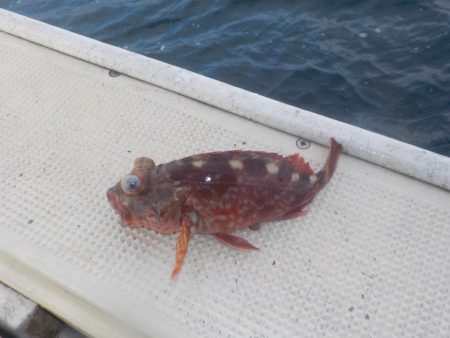 初船メバルサビキ〜盛和丸〜