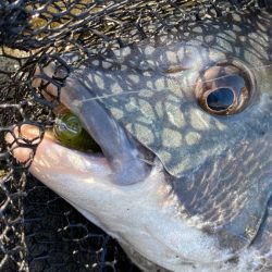 Newロッド闘魂注入