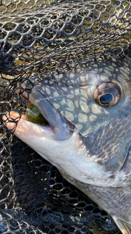 Newロッド闘魂注入