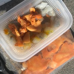 室津のカットウ釣り