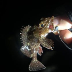 いつもとは違うポイントへ