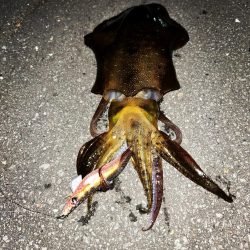 今季初キロアップ