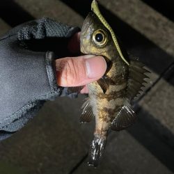 可愛いめばちゃん❤️