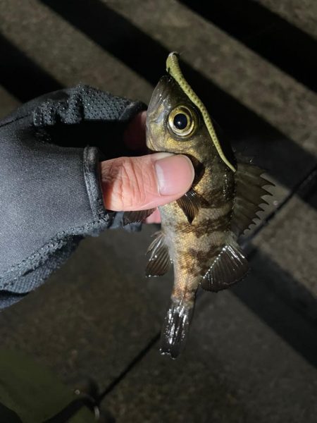 可愛いめばちゃん❤️