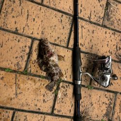 アタリはあるがなかなか乗らず