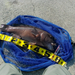 初かぶせでデカコブゲット！