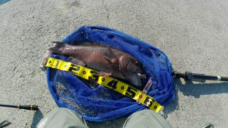 初かぶせでデカコブゲット！