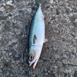 ギガアジと良型鯖