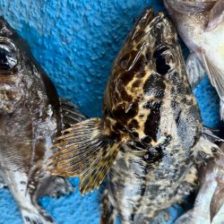 メバリングでおチヌさん