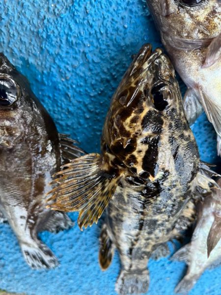 メバリングでおチヌさん