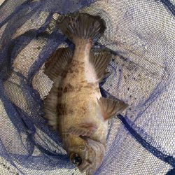 明石鯛サビキ