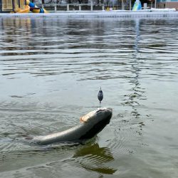 平日は釣り人も少ない、かめプー