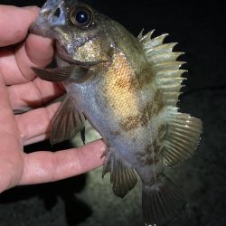 リリースサイズが連発