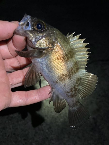 リリースサイズが連発