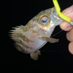 しごおわメバリング