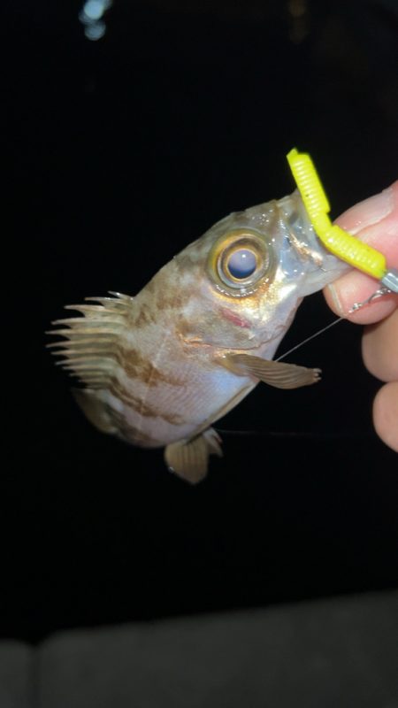 しごおわメバリング