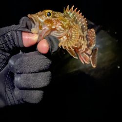 ライトゲーム兵庫縦断