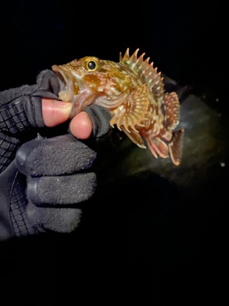 ライトゲーム兵庫縦断