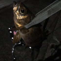 ヤリイカ激渋！