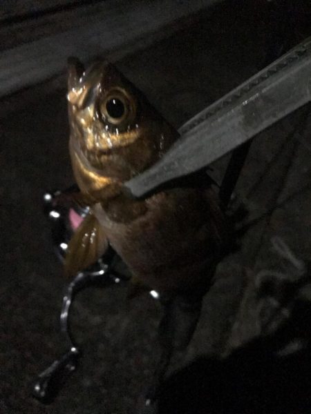 ヤリイカ激渋！