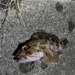 ガシリング アタリ多いです