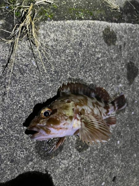 ガシリング アタリ多いです