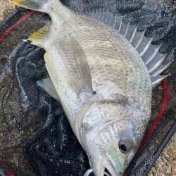 ヘチってきました