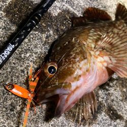 豆クネクネでまさかのヒラメにゃ！