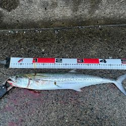 雨だけどサゴシ