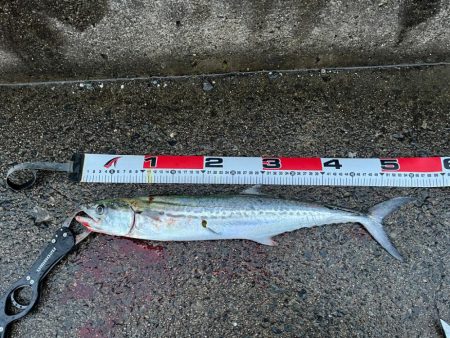 雨だけどサゴシ