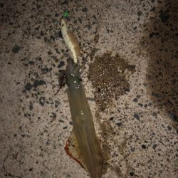 ヤリイカシーズン本格化