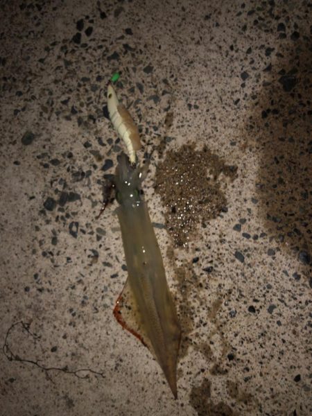 ヤリイカシーズン本格化