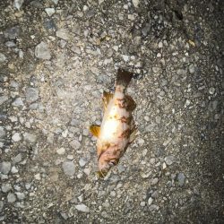 少し厳しかった…