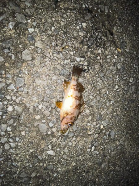 少し厳しかった…