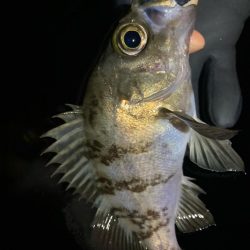 今夜もアジ探し